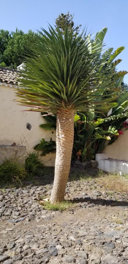 דירות איקוד דה לוס וינוס La Casita De La Vega מראה חיצוני תמונה