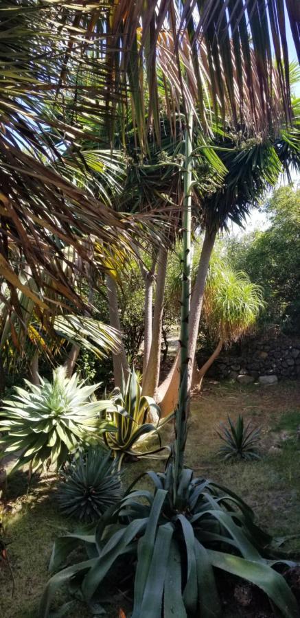 דירות איקוד דה לוס וינוס La Casita De La Vega מראה חיצוני תמונה