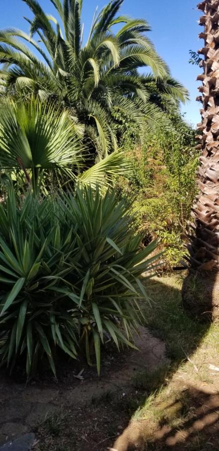 דירות איקוד דה לוס וינוס La Casita De La Vega מראה חיצוני תמונה